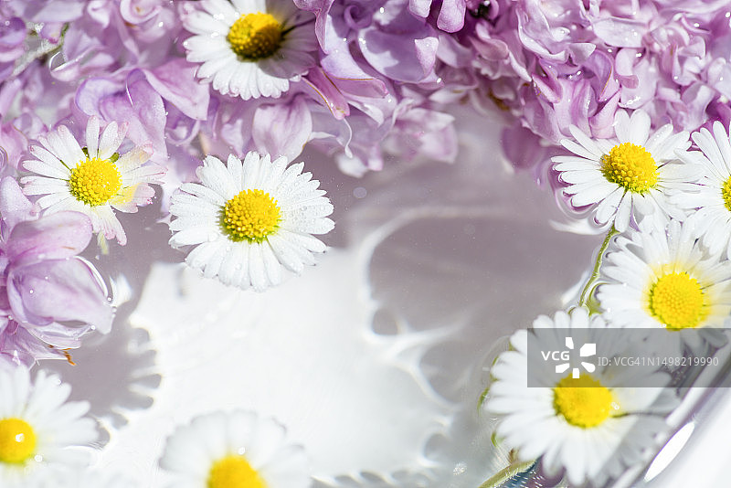 水中绽放的淡紫色和洋甘菊花朵图片素材