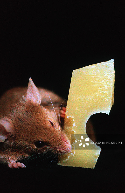 老鼠吃瑞士奶酪的影棚照片图片素材
