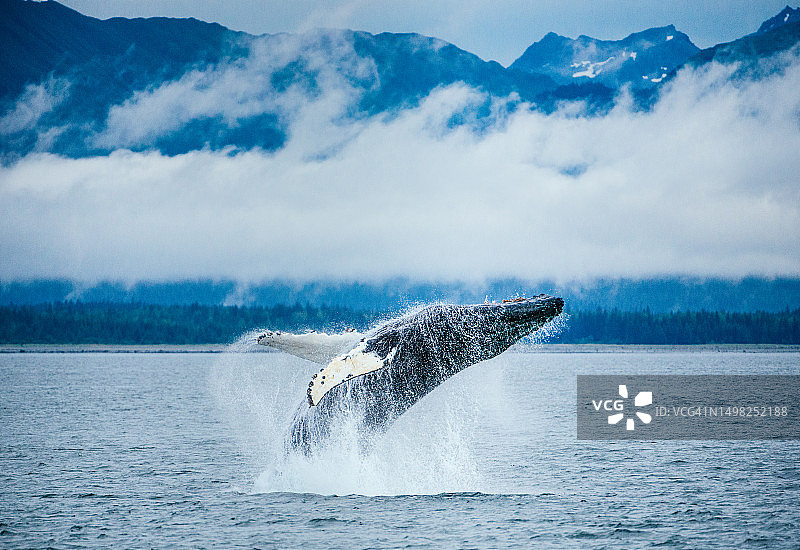 在阿拉斯加跃出水面的座头鲸图片素材