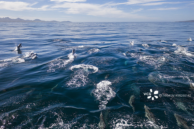 在墨西哥拉巴斯海岸游泳的海豚群图片素材