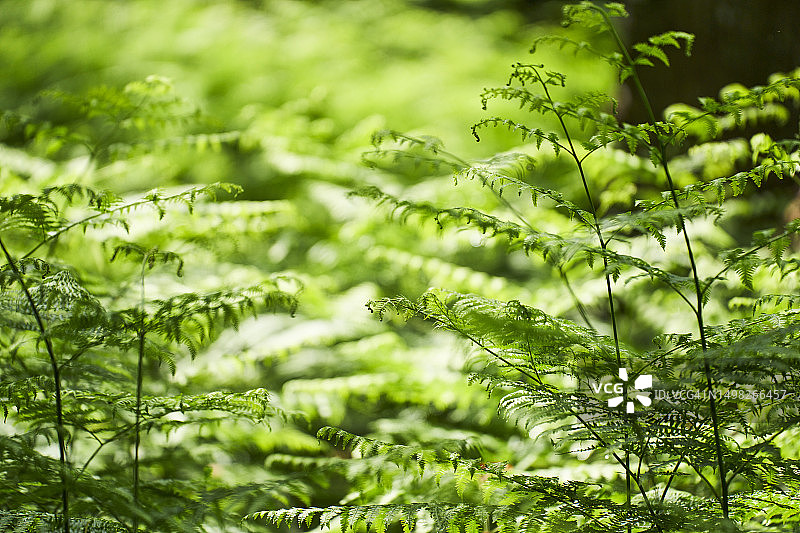 在日光照耀下的一组绿色灌木丛图片素材
