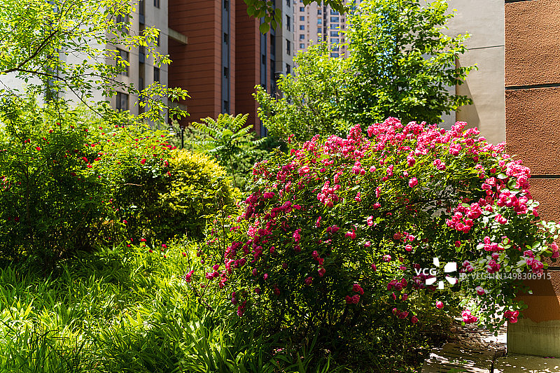 住宅区的规则式园林图片素材
