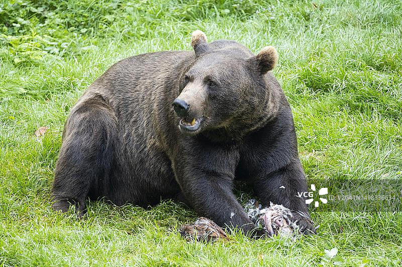 捕获猎物鸡的棕熊图片素材