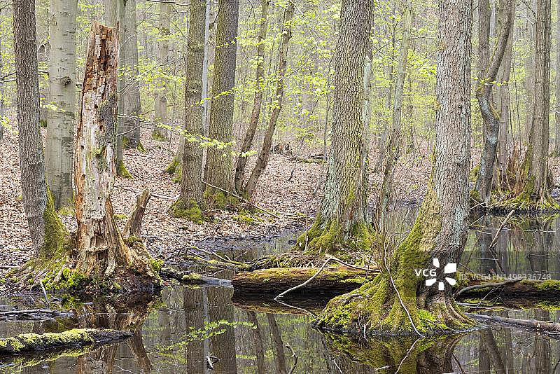 德国图林根州海尼希国家公园的赤杨林图片素材