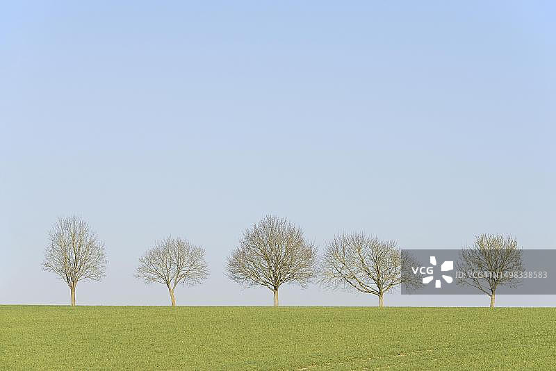 德国北莱茵-威斯特法伦州，绿色谷物田野上的一排落叶树图片素材