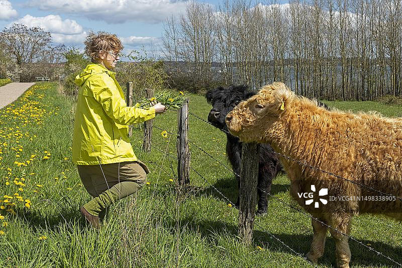 在德国石勒苏益格-荷尔斯泰因州霍尔尼斯半岛，女人用蒲公英喂养加洛韦牛图片素材