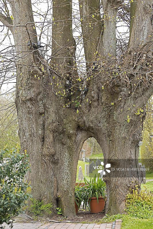 德国石勒苏益格-荷尔斯泰因州的菩提树图片素材