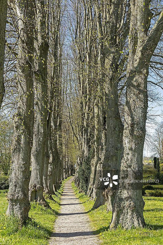 德国石勒苏益格-荷尔斯泰因州锡塞比的林登巷公墓图片素材