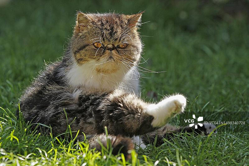 德国北莱茵-威斯特法伦州异国短毛猫图片素材