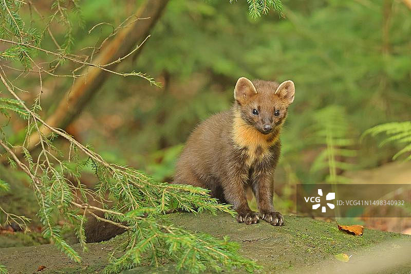 欧洲松貂（国家公园，巴伐利亚森林，德国，圈养）图片素材