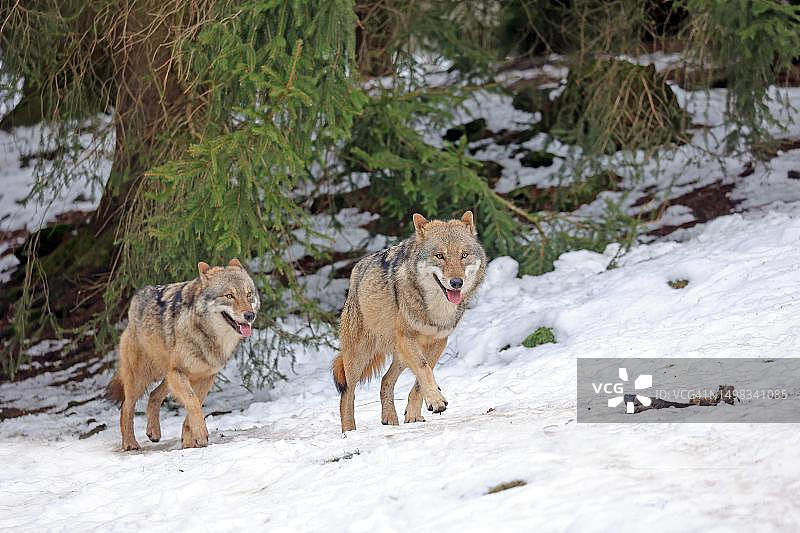 欧洲灰狼在巴伐利亚森林国家公园的雪地里奔跑图片素材