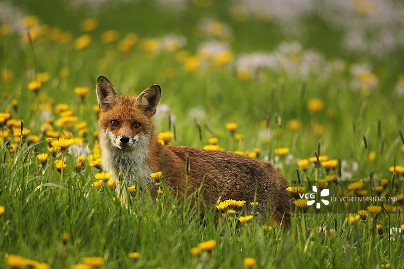 红狐（Vulpes vulpes）在盛开的蒲公英中，德国巴伐利亚阿尔高地区图片素材