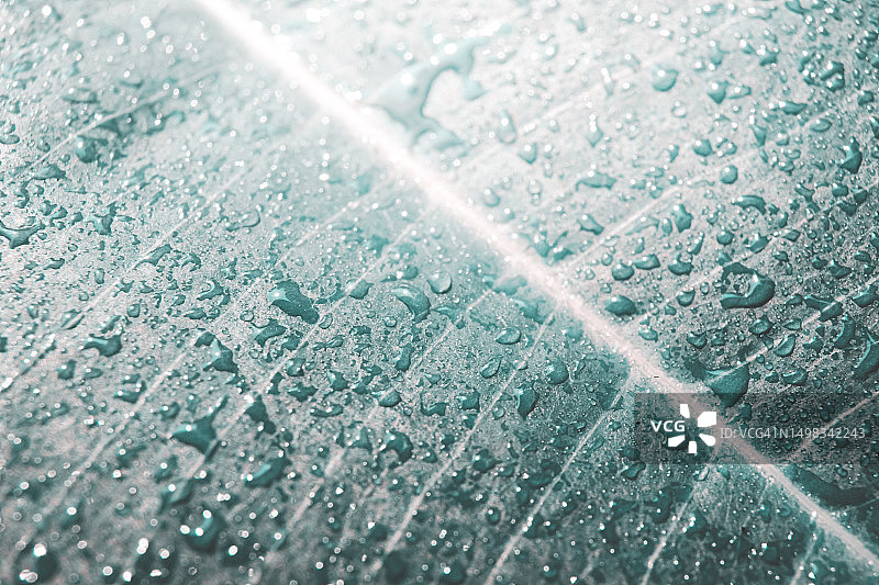 带雨滴的热带香蕉叶纹理背景图片素材