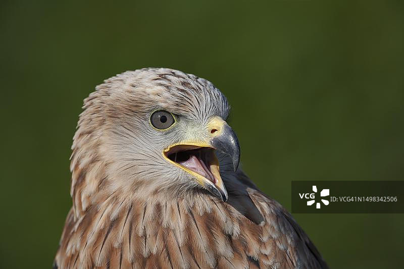 红鸢成鸟鸣叫，英国图片素材