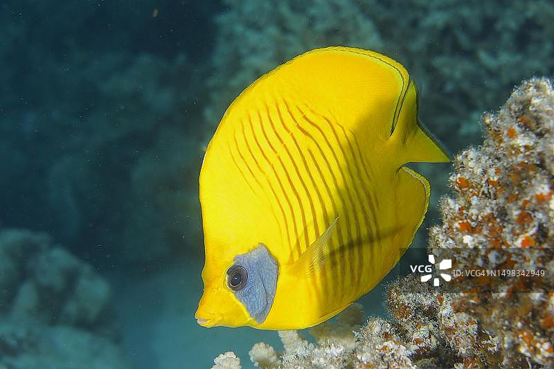 半月蝶鱼，红海，埃及图片素材