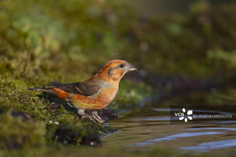 林地水池旁的普通松雀图片素材