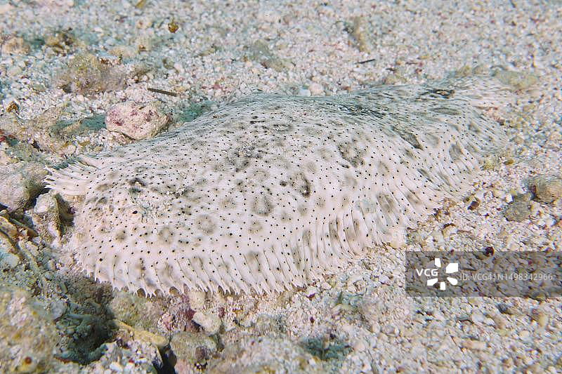 伪装良好的无鳍鳎鱼，埃及红海图片素材