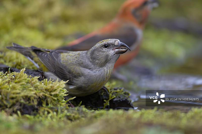 普通红雀：在英国诺福克林地水池边饮水的成年雌鸟图片素材