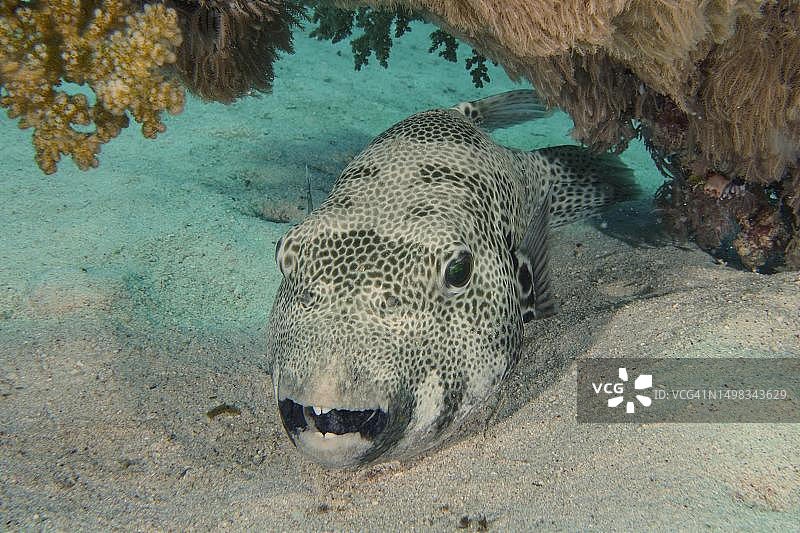 星斑河豚栖息在沙中，位于埃及红海El Quesir红树林湾的House Reef潜水点图片素材