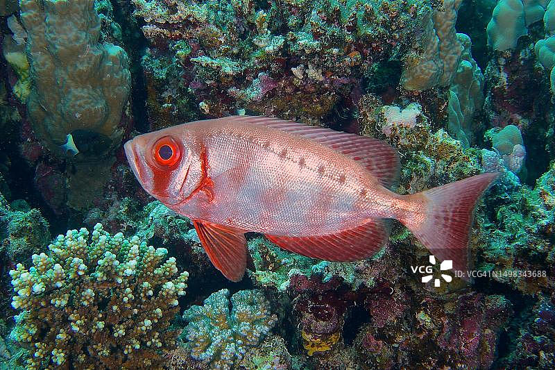 大眼鲷，埃及马萨索纳礁潜水点，红海图片素材
