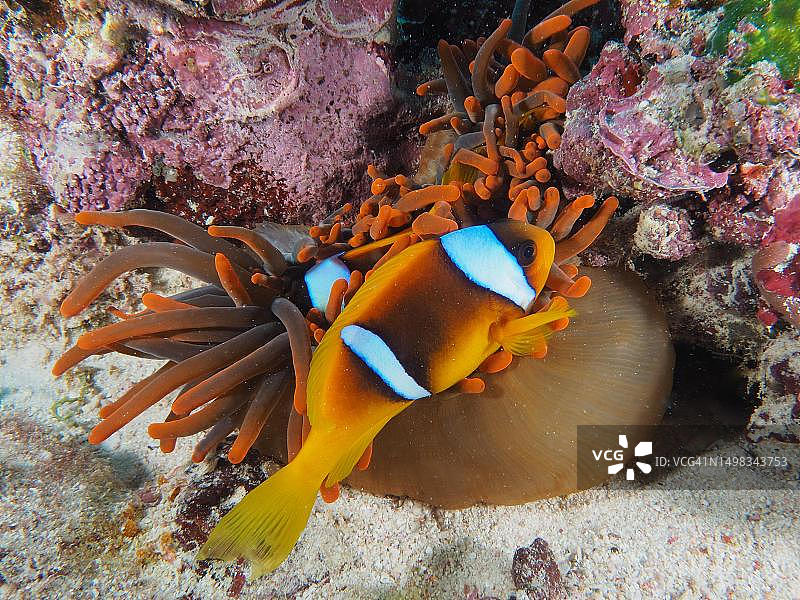 红海双带小丑鱼与壮丽海葵，埃及阿布达巴潜水点图片素材