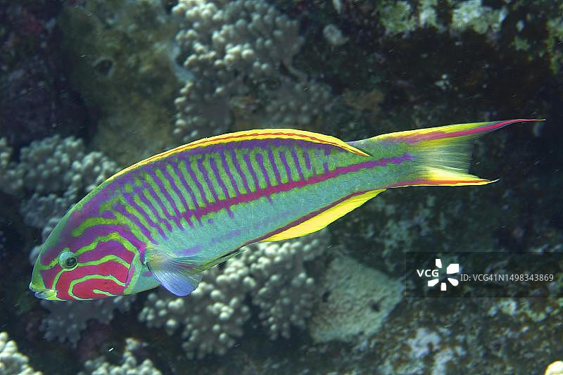 红海儒氏濑鱼，潜水点，红海，埃及图片素材