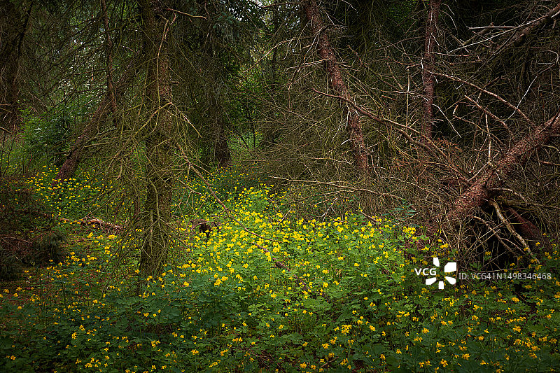 白屈菜覆盖着混交林的地面图片素材