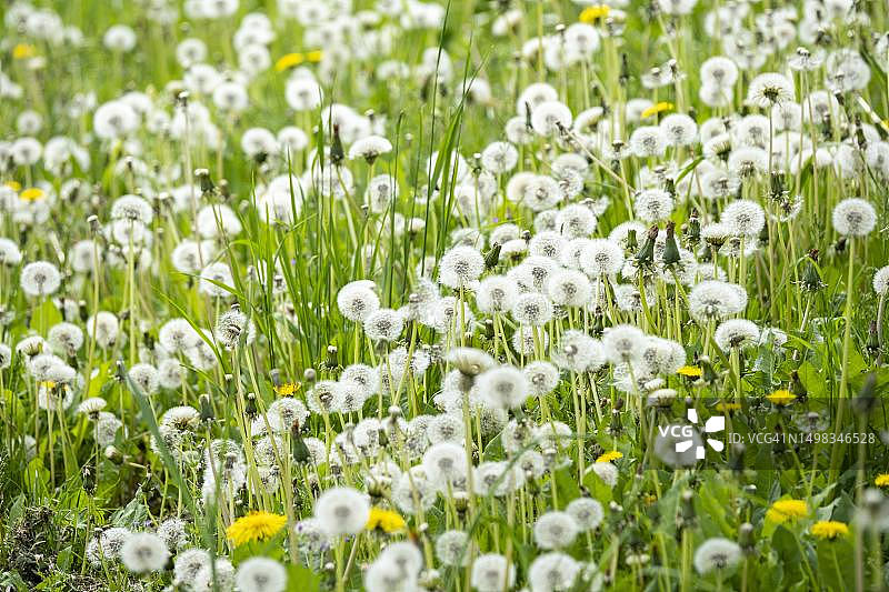 蒲公英和雏菊，德国黑森州巴特菲尔贝尔图片素材