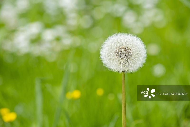 蒲公英和雏菊，德国黑森州巴特菲尔贝尔图片素材