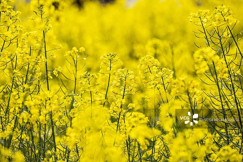 油菜田：德国黑森州巴特菲尔贝尔图片素材