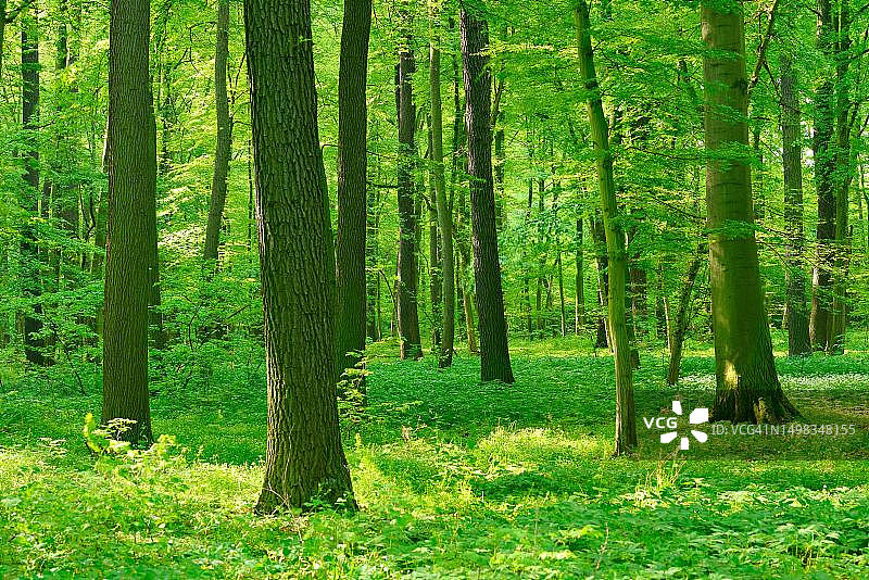 德国萨克森-安哈尔特州弗雷堡附近的阳光明媚的落叶森林，橡树和山毛榉图片素材