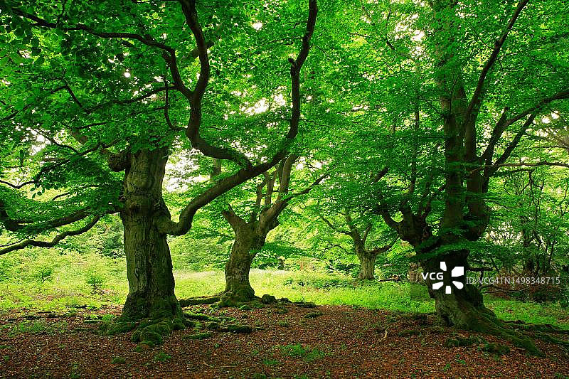 春季 Kellerwald-Edersee 国家公园的节疤老山毛榉树，位于德国黑森州，拥有新鲜的绿色树叶图片素材