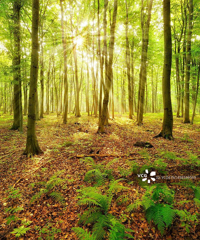 德国萨克森-安哈尔特州瑙姆堡附近光线充足的山毛榉森林图片素材