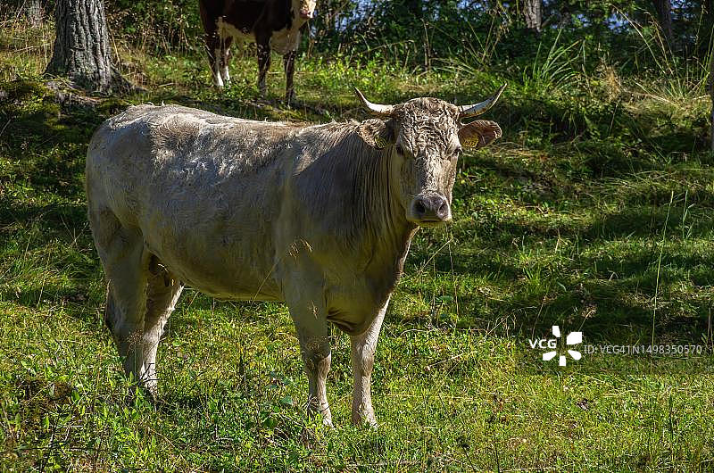 农林业和森林放牧的概念：瑞典韦斯特约特兰韦纳恩湖Läcköe城堡外的树林中牛的放牧实例图片素材