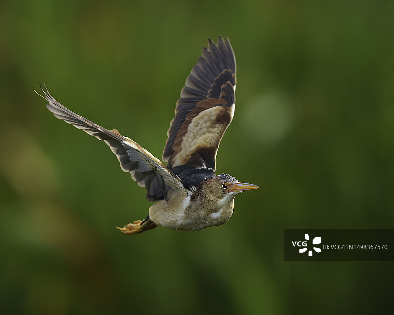 翅膀抬起的黄苇鳽图片素材