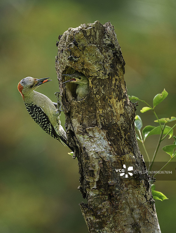红腹啄木鸟的觅食时间图片素材