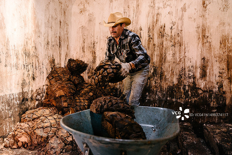 男人用成熟的龙舌兰果实装满手推车图片素材