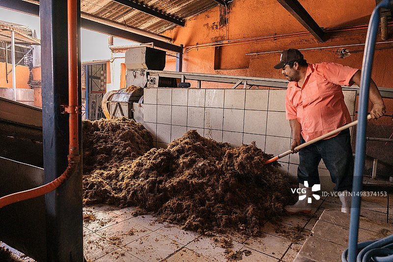 工人收集龙舌兰纤维图片素材