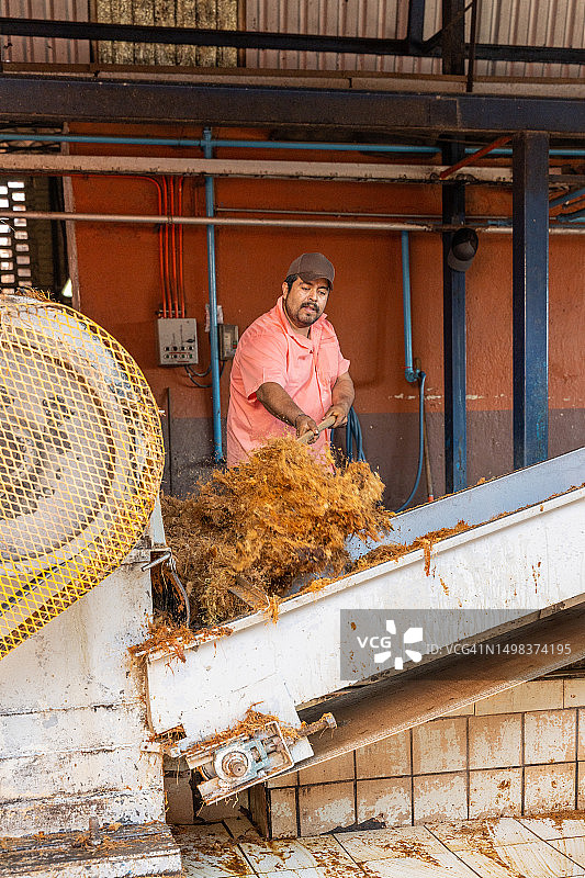 工人收集龙舌兰纤维图片素材