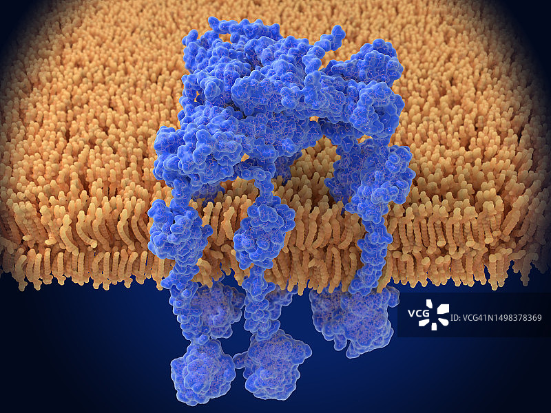 激活的RAGE受体，图示图片素材