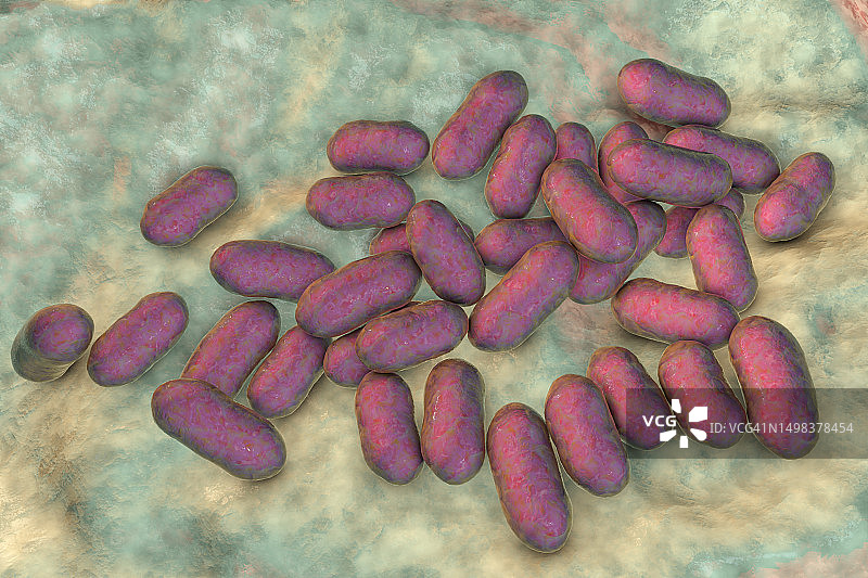 普雷沃菌细菌，图示图片素材