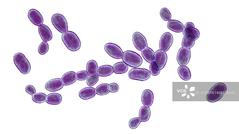 红酵母菌插图图片素材
