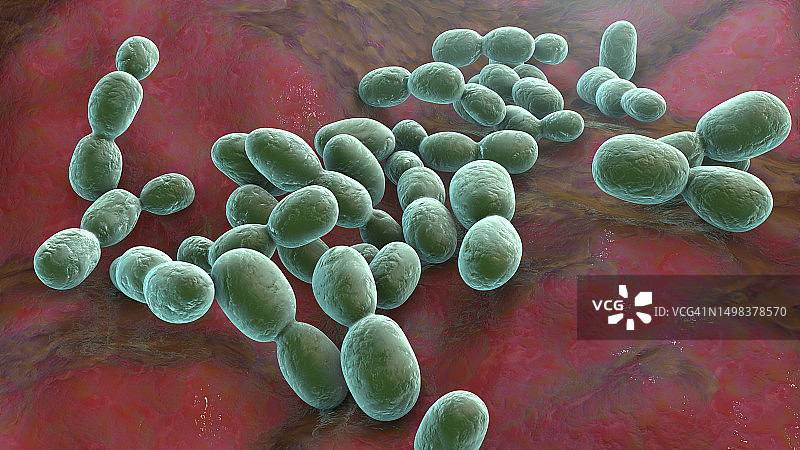 红酵母菌插图图片素材