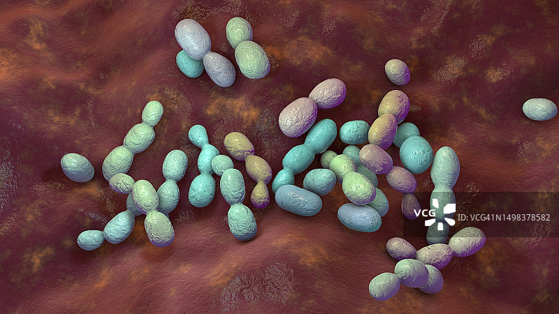 红酵母菌插图图片素材