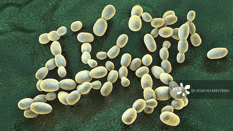 红酵母菌插图图片素材