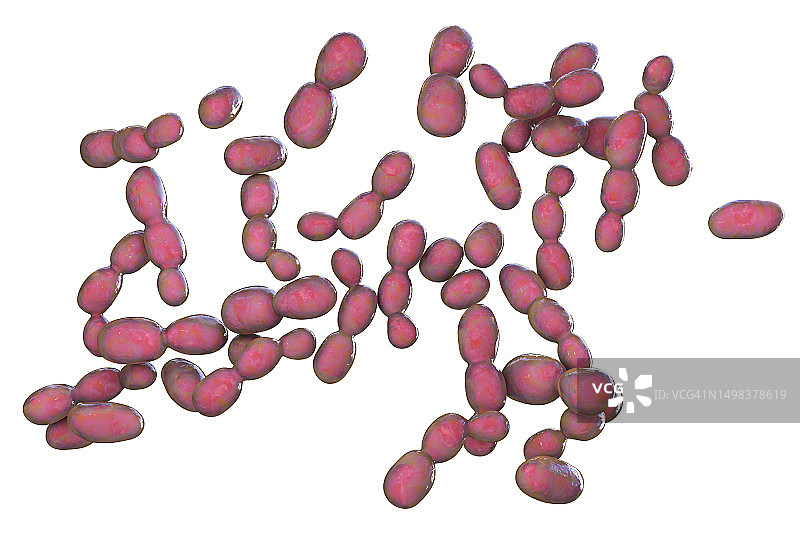红酵母菌插图图片素材