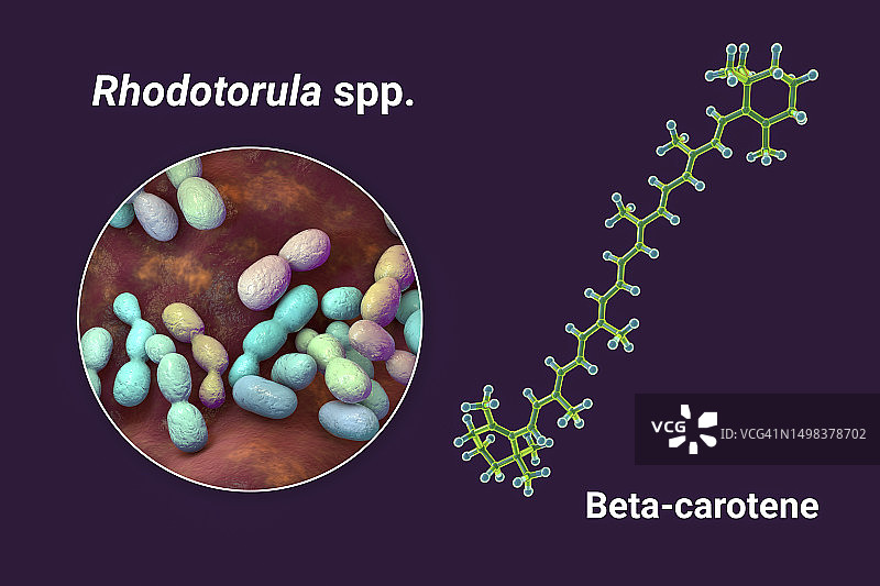 红酵母菌与β-胡萝卜素分子插画图片素材