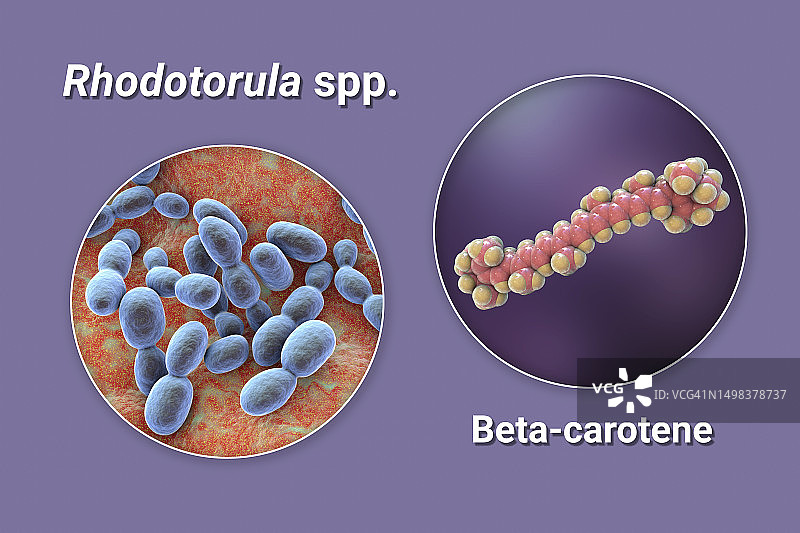 红酵母菌与β-胡萝卜素分子插画图片素材