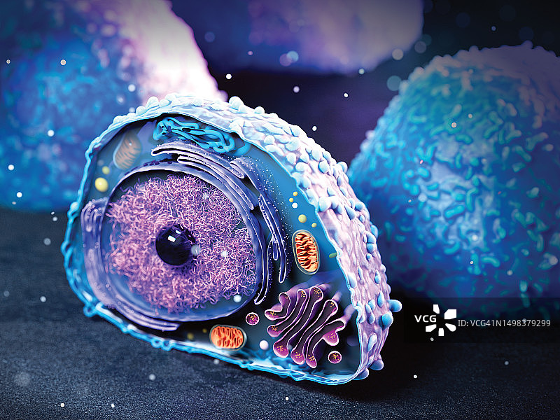 淋巴细胞图示图片素材