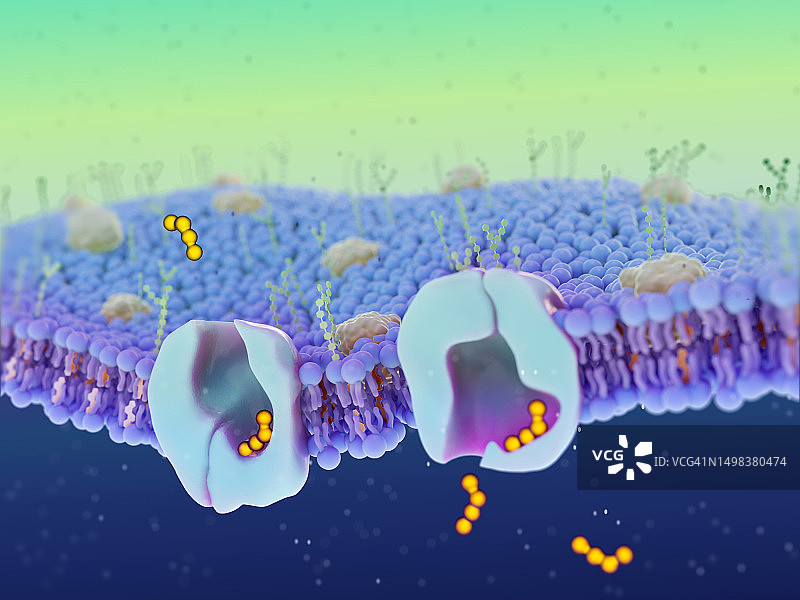 跨膜蛋白转运载体示意图图片素材